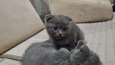 pişik ucuz: Şotland yastı qulaq — 3