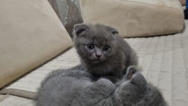 şotlan pişik: Şotland yastı qulaq, Erkək, Dişi, Yaxşı əllərə, Ünvandan götürmə, Pulsuz çatdırılma, Ödənişli çatdırılma — 85