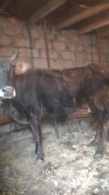 Satılır – yerli mal-qara (öküz/buzağı) - Şəkillərdə görünən tünd