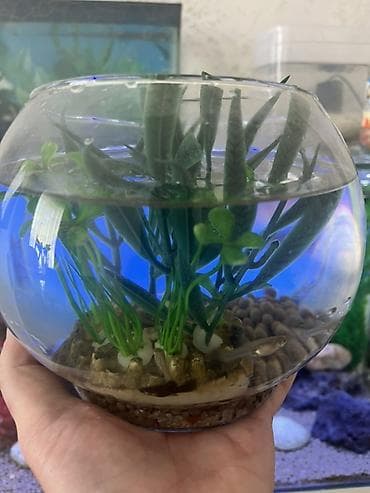 balix: Yumru akvarium, Balıqlarla birlikdə, 3 l — 3