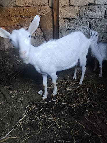halep kecisi: 1 dışı 1 erkek buynuzsuz keçiler Cins keçiler Sanen dışıdır Alpin — 1