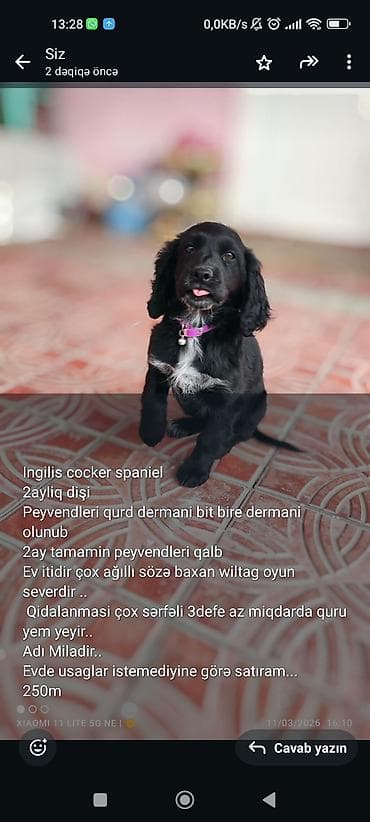 Koker spaniyel, 2 ay, Dişi, Peyvəndli