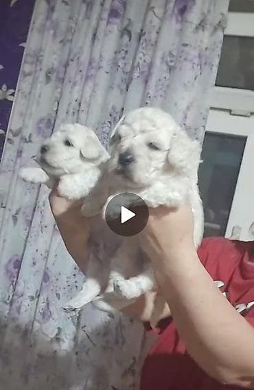 yumurtlayan heyvanlar: Pudel, 1 ay, Dişi — 1