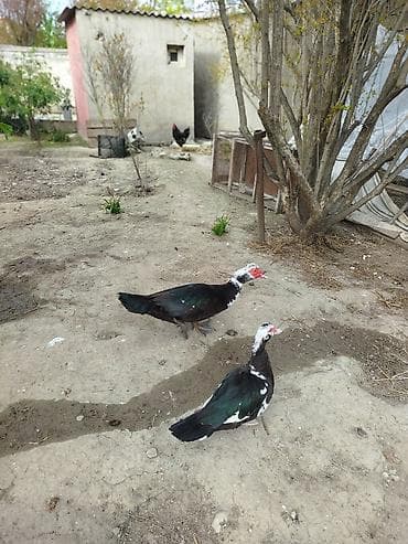 ördəkləri: Lal ördəklər satilir erkey dişi erkey cox iridi 4 kq cox cəkisi var — 7