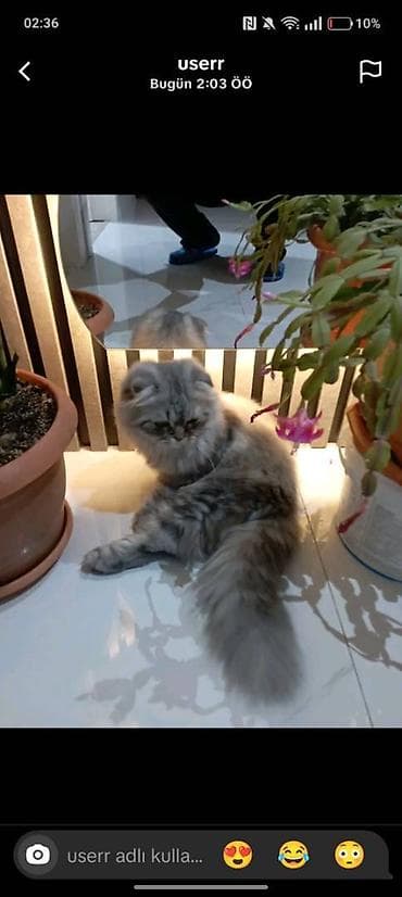 Akvariumlar: Şinşilla, Erkək, Yaxşı əllərə, Ünvandan götürmə — 1