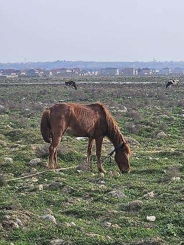 at şekilleri: At dişidi 5 yaşi var bidefe bala verib mende otlax yerim olmadiqina — 1
