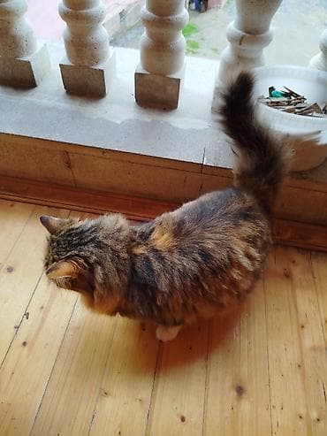 Heyvanlar üçün mallar: Dişi, Yaxşı əllərə, Ödənişli çatdırılma — 4