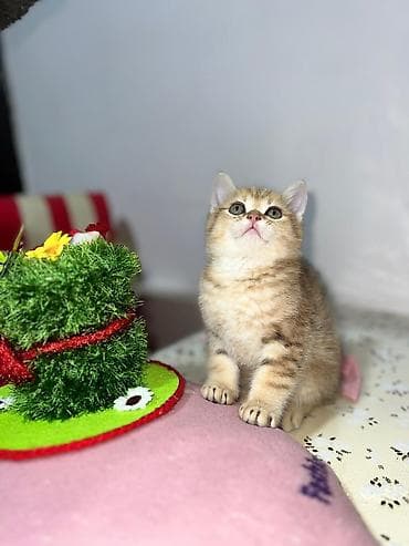 Pişiklər: Britan — 5