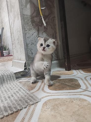 pişiyler: Şotland yastı qulaq — 4