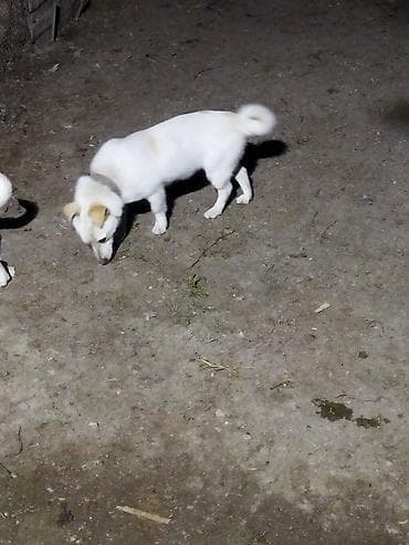 balaca it cinsleri: Balaca ölçülü it – ağ tüklü, qulaqları və belində açıq qəhvəyi — 8