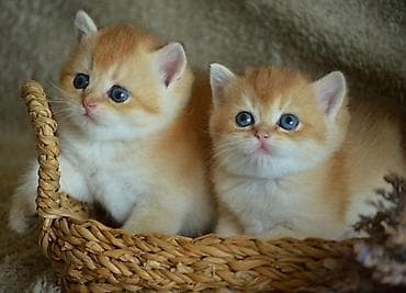 Qızıl şinşilla, Erkək, Dişi