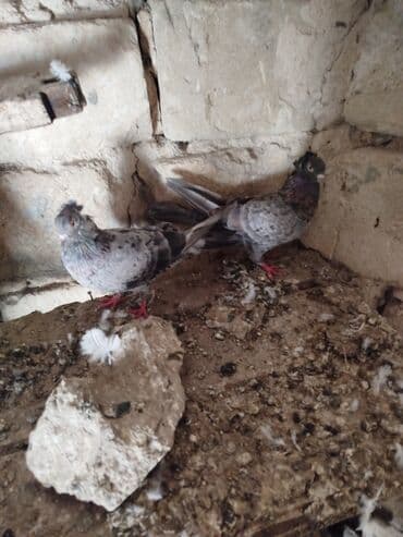 пудель в добрые руки: Şəkillərdə müxtəlif rənglərdə və bəzi fərqli xüsusiyyətlərə malik — 8