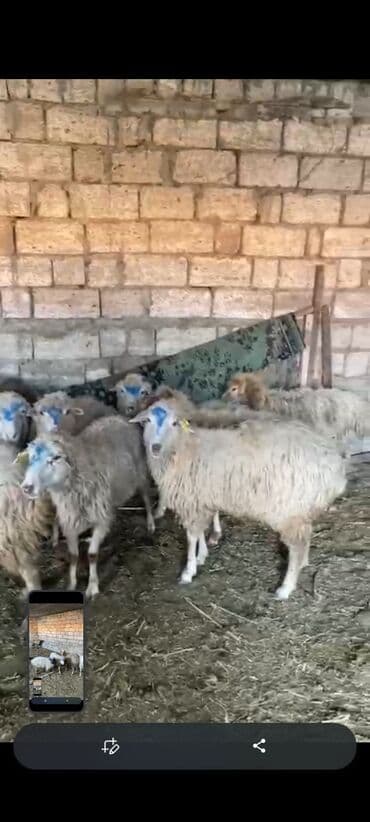 quba qoyun: Boğaz qoyunlardı — 2