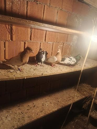 İtlər: Salam qiymət cütünə ayidir — 2