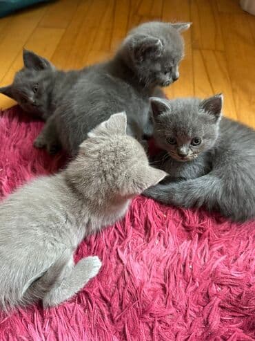 Heyvanlar üçün mallar: Erkək, Dişi, Yaxşı əllərə, Ünvandan götürmə, Pulsuz çatdırılma, Ödənişli çatdırılma — 4