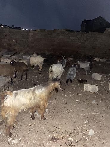 Mal-qara: 13 baş keçi çepiş 1 baş Teke Cemi 14 baş heyvandi — 3