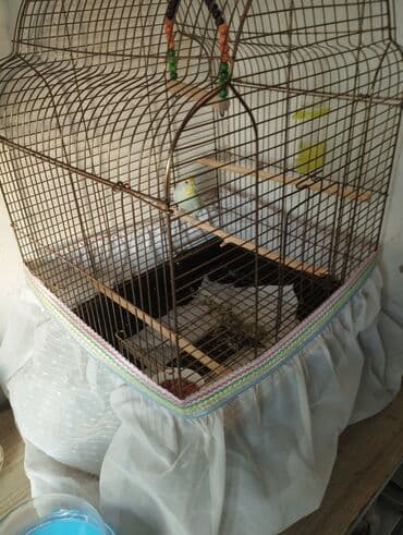 сетка для клетки попугая: Dəyirmi günbəz formalı, qəhvəyi metal çubuqlu quş qəfəsi. Qəfəsin — 1