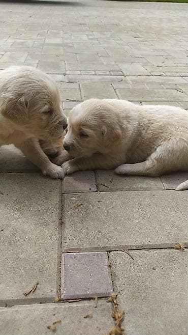 golden retriever balası satılır: Labrador-retriver, 2 ay, Erkek, Peyvəndli, Ünvandan götürmə — 4