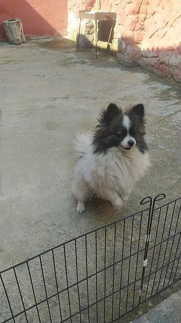 ucuz itlər: Şpitz, 2 il, Dişi, Peyvəndli — 5