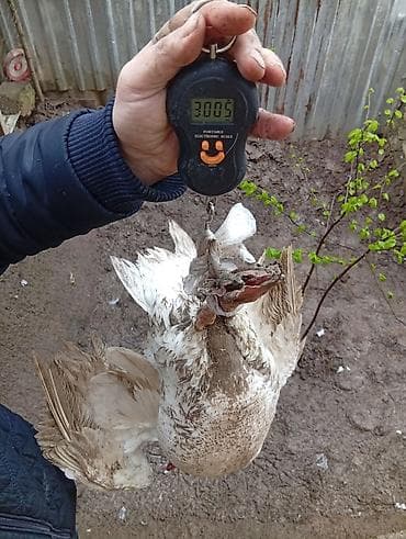 kuban ordeyi: Erkək, Damazlıq, Ödənişli çatdırılma — 2