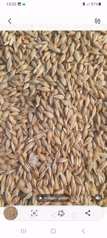 kişi xoşbəxtliyi gülü: Məhsul: Arpa toxumu ünvan ağsu rayon Təsvir:arpa satılır 16 tona — 2