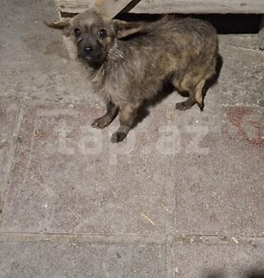 2 il, Dişi, Peyvəndli, Ödənişli çatdırılma — 2