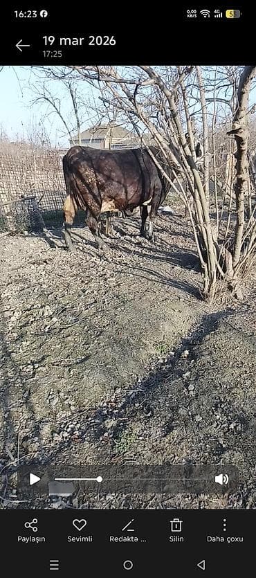 4cü qarina 7 ayliq boqaz. təzə doğanda sudu 32,33 litr . unvan Xaçmaz