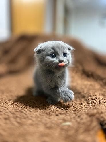 pabuqay satışı: Şotland, Erkək, Dişi, Yaxşı əllərə, Ünvandan götürmə, Pulsuz çatdırılma, Ödənişli çatdırılma — 7