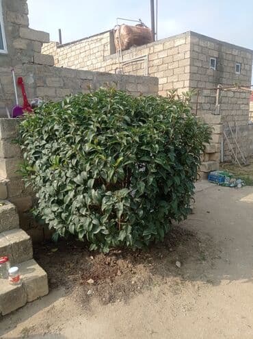 devedabani bitkisi: Həmişəyaşıl dekorativ kol - Təxmini ölçülər: hündürlük 1.5-1.6 m, eni — 2