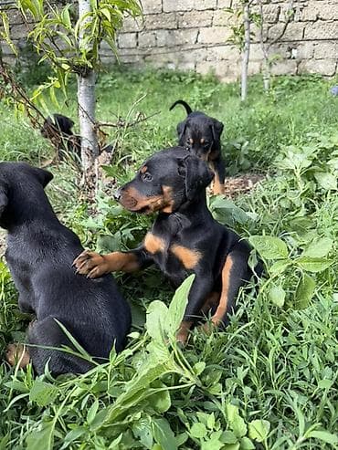 coban iti type 0: Doberman, 1 ay, Peyvəndli — 9