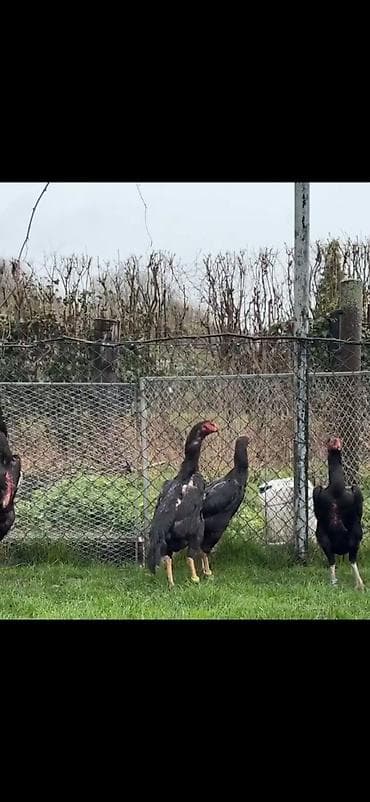 baliq akvarium satisi: Toyuq, Damazlıq — 8