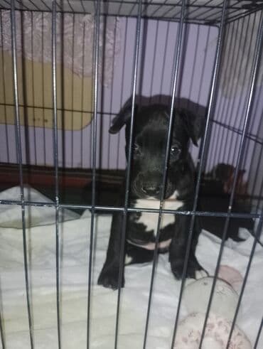 İtlər: Pitbul, 1 ay, Dişi, Peyvəndli