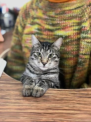 simmental cinsi: Самец, В добрые руки — 3