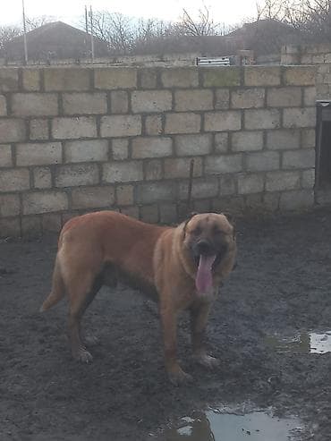 heyvan yemləri: Qurdbasar, 2 il, Erkek, Peyvəndli, Ödənişli çatdırılma — 1