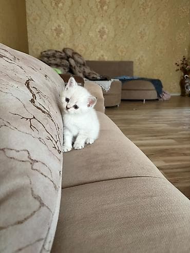 Balaca pişik yavrusu - Rəng: krem-ağ tüklər, qulaq və quyruqda açıq lalafo.az -da Balaca pişik yavrusu - Rəng: krem-ağ tüklər, qulaq və quyruqda açıq
