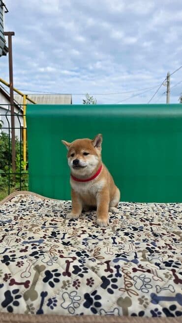 baskervillerin iti: Şiba Inu balası – qırmızı rəngli - Cins: Shiba Inu - Rəng — 2