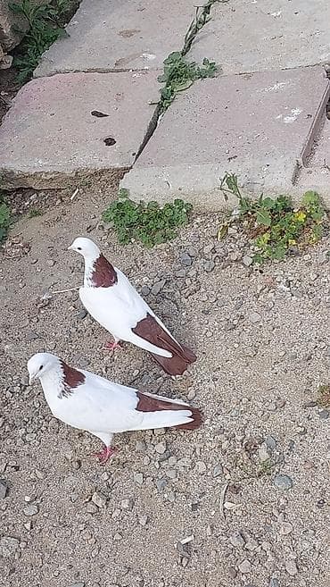yem qabi: Ağ-qəhvəyi naxışlı ev göyərçinləri dəsti - Rəng: əsasən ağ, boyun və — 2