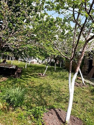 lehis baglari torpaq satilir: 12 sot, Tikinti, Mülkiyyətçi, Kupça (Çıxarış) — 10