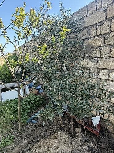 sakura ağacı: Dekorativ zeytun və yapon əzgili ağacları Hər biri 20azn Buzovna — 2