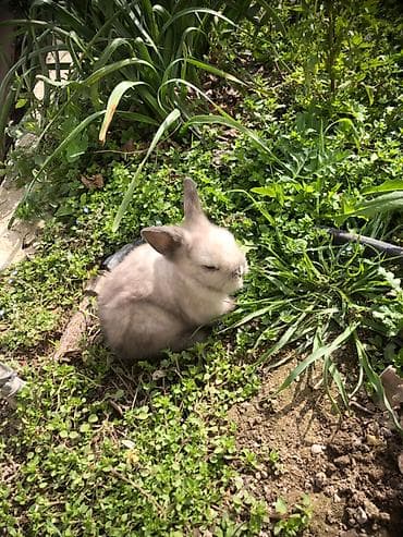 balaca meymun satisi: Real alıcıya endirim var vp aktivdi — 6