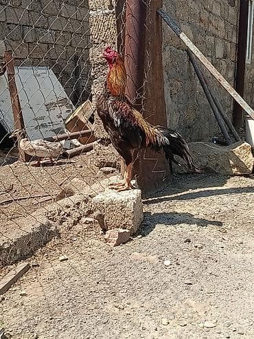 heyvan: Heyvan şeytan pipikdi real alıcı üçün qiymətdə endirim olacaq — 4