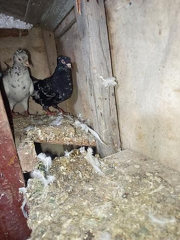 Собаки: Ev göyərçinləri – 2 ədəd - Növ: yerli ev göyərçini - Rənglər: biri — 3