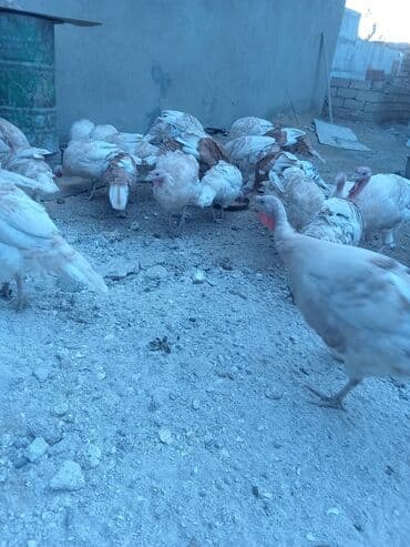 hələb keçisi haqqında məlumat: Öz həyətimdə saxladığım hinduşkalar ətlik və damazlikdir. 60.manatdan — 3