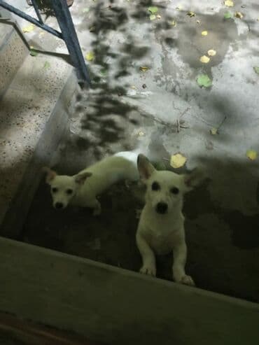 baskervillerin iti: Ağ rəngli iki balaca it – qısa tüklü, dik qulaqlı, zərif bədən — 1