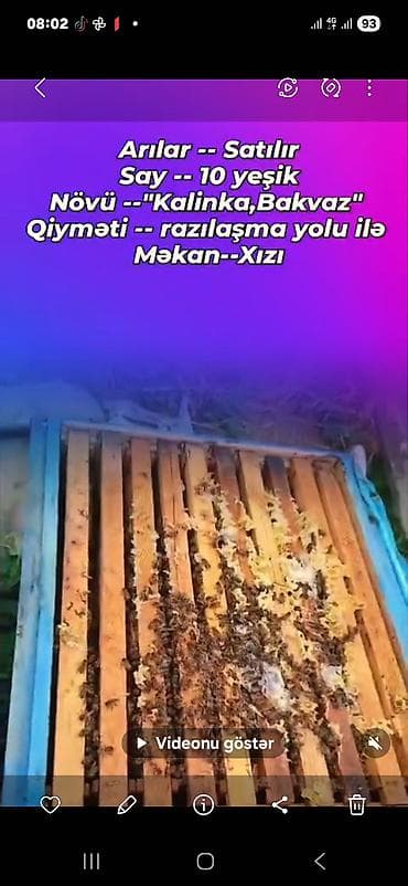 Arılar satılır - Say: 10 yeşik (ailə) - Növ: “Kalinka”, “Bakvaz” -