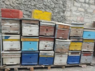 pişik qiymətləri: Arı 🐝 yeşikləri satılır.Yaxşı vəziyyətdədi.10-12 ramka Tutur.Qiyməti — 7