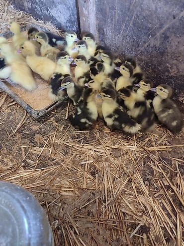 lama: Muscovy ördək balaları (indo-ördək civcivləri) - Cins: Muscovy — 4