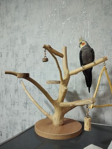 daniwan papuqay: Papuqay stend — 2