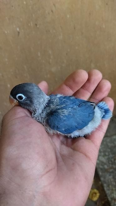 cex qus: Məhsul: Agapornis (Lovebird) – mavi rəng mutasiyalı Təsvir: - Nadir — 2