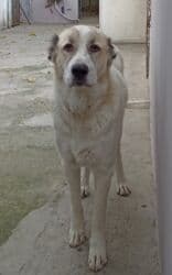 it adları erkek: Alabay, 7 ay, Erkek, Peyvəndli, Pulsuz çatdırılma, Rayonlara çatdırılma, Ünvandan götürmə — 3